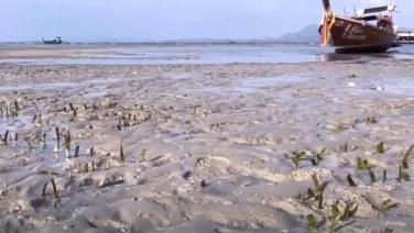 วิกฤตหญ้าทะเลตรัง! นักวิจัยชี้เหตุ “เอลนีโญ่” ทำระดับน้ำทะเลเปลี่ยน
