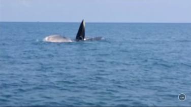 ทะเลประจวบฯ สมบูรณ์&#8203;  ชาวประมง&#8203; พบวาฬ2ตัวว่ายหากินอาหาร&#8203;ททะเลคลองวาฬ