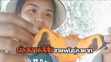 ชาวสวนเมืองแกลง จ.ระยอง สุดดีใจพบ“ค้างคาวสีส้ม” สายพันธุ์หายากในประเทศไทย