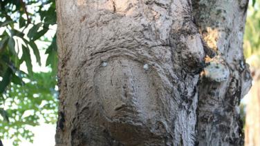 ฮือฮาต้นมะม่วงเกิดรูปคล้ายพระสมเด็จ โผล่บนลำต้น ชาวบ้านแห่ไหว้ขอเลขเด็ด