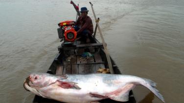 รายงานเตือนสายพันธุ์ปลา 1 ใน 5 ของแม่น้ำโขงเสี่ยงสูญพันธุ์