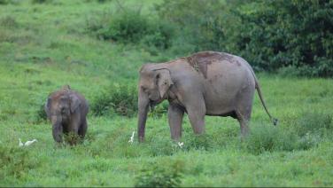 ทรู ชวนตระหนักปัญหาความขัดแย้ง “คนกับช้าง” นำ AI เฝ้าระวังช้างป่าด้วยระบบเตือนภัยล่วงหน้าลดการสูญเสีย