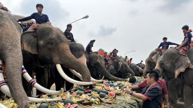 (ภาพชุด) สุรินทร์จัดใหญ่ “วันช้างไทย” ช้างร่วมงานกว่า 200 เชือก ประชาชนนักท่องเที่ยวแห่ร่วมคึกคัก