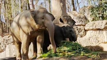 สวนสัตว์เชียงใหม่จัดกิจกรรม"วันช้างไทย"แห่ขันโตกผลไม้อาหารสุดโปรดเลี้ยง "ช้างไชโย"และ "แสงดาว-แสนสวย"พังสองแม่ลูก