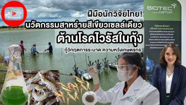 (ชมคลิป) ความหวังฟาร์มเลี้ยงกุ้ง “นวัตกรรมสาหร่ายสีเขียวเซลล์เดียวต้านโรคไวรัสในกุ้ง” กู้วิกฤตการระบาด เพิ่มการรอดชีวิตเกิดครึ่ง ฝีมือจากนักวิจัยไทย