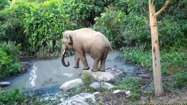 "โดด...ไม่โดด " ช้างป่าดงใหญ่ลงมากินน้ำ