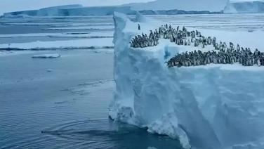 สัญญาณร้าย! “เพนกวินจักรพรรดิ” ล้มเหลวในการผสมพันธุ์ครั้งแรก ชี้ชัดแอนตาร์กติการ้อนขึ้น