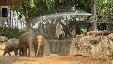 สวนสัตว์เชียงใหม่จัดเต็มสารพัดกิจกรรมคลายร้อนสัตว์ทั้งเปิดฝักบัวยักษ์ให้ช้างเล่น-แจกหวานเย็นมื้อพิเศษ