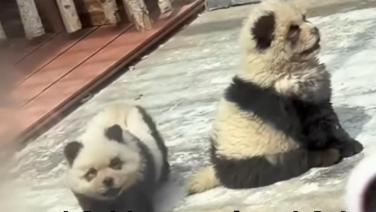 สวนสัตว์ในจีนจัดแสดง “แพนด้า” สายพันธุ์ใหม่ ทำเอาคนแห่เอ็นดูจำนวนมาก!