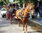 "งานประกวดและแข่งขันม้าลำปาง" 12-13 ม.ค. 51