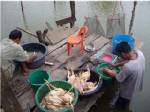 ตรุษจีนแปดริ้วเมินไก่ในท้องตลาดเอาไก่เลี้ยง-ไก่ชนเซ่นไหว้แทน
