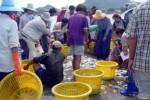 สสจ.ชลบุรียันปลาร้าในพื้นที่ปลอดปลาปักเป้า