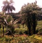Palm oil plays a more important role in energy and food industry
