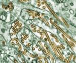 Minor mutation detected in bird flu virus