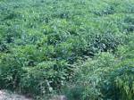 ชาวไร่พริกศรีสะเกษร้องราคาตกต่ำ-วอนรัฐช่วยเหลือด่วน