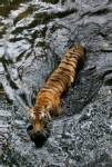 WWF ชี้เสือทั่วโลกลดลงครึ่งหนึ่งใน 25 ปี