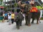 ปางช้างล้อมคอกไวรัสช้างตัวใหม่ “เฮอปิไวรัส” ไม่ให้ลูกช้างเครียด
