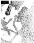 Dengue fever kills six people this year