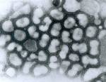 Bird flu center launched in Thailand