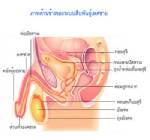 “ไชยา” ฉุนแพทย์ตัดไข่กะเทยเด็ก สธ.เผยแหล่งใหญ่คลินิกย่านประตูน้ำ