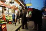 Elephant tours city