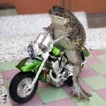 Crazy frog on a bike!