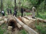 ผู้ว่าฯ พัทลุงนำชุด ฉก.จับไม้เถื่อนกลางอุทยานแห่งชาติ