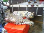 จี้จัดการตลาดค้าสัตว์ป่า นครพนม-หนองคายเส้นทางส่งออกสัตว์ป่าข้ามชาติ
