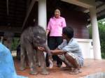 ลูกช้างอายุ 15 วันเพศผู้ตกเหวที่ระนอง