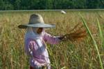 Thailand will not cut rice exports: PM