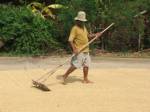 ชาวนาพิจิตรรวมกลุ่มตั้งโรงสีทำข้าวราคาถูก -ปลอดสารพิษ