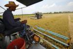 Mekong nations to form OPEC-style rice cartel:  PM