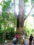 ยางยักษ์เมืองจันท์...ต้นใหญ่ที่สุดในไทย