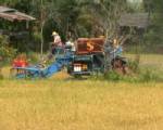 พ่อค้าหัวใสกว้านซื้อข้าวเขียวนาปรังถึงในนา-ชาวนาจำใจขายหวั่นเจอฝนทำข้าวชื้นราคาตก
