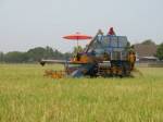 แบงก์ชาติระบุรายได้เกษตรกรพุ่งทำ ศก.ภาคเหนือโต