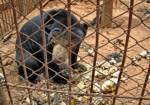 Crackdown on traffickers puts wildlife centres under stress