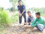 ชาวนาพิจิตรผวากองทัพหอยเชอรี่บุกนาข้าว