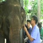 ร.พ.ช้างลำปางเร่งรักษา “พังคำป้อ” ก่อนตาบอด 2 ข้าง