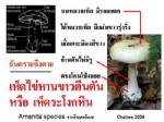สสจ.น่านเตือนระวังกินเห็ดพิษหน้าฝนมีสิทธิ์ถึงตาย