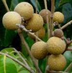 Over-800,000-ton longan orders made by foreigners