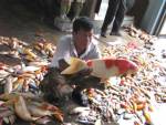 พ่อค้าปลาร้อง กฟน.ชดใช้หลังไฟดับปลาตายเสียหลายล้าน