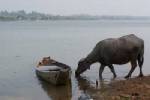 ชาวมุกดาหารร่วมลดโลกร้อนลงแขกใช้ควายไถนา