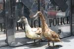 PAD marks its visit to interior ministry with two ducks