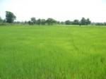 ชาวนามหาสารคามแห่ซื้อรถไถสวนกระแสน้ำมันแพง