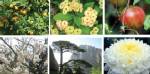 15 ไม้มงคลตามความเชื่อจีน ดั่งแก้วสารพัดนึกเสริมบารมี-เฮง เฮง
