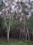 Para rubber industry promoted, export focused
