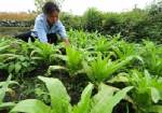จีนรับรองแผนพัฒนา GMOs ด่วน ยกเป็นยุทธศาสตร์สำคัญระดับชาติ