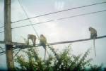 ลิงหิวโซบุกยึดศาลากลางสระแก้ววิจารณ์แซดเกิดลางร้าย