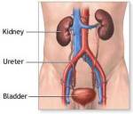 ผล MRI ยันไตไม่หาย แพทยสภาเผยมีขนาดเล็กกว่าปกติ