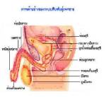 กลุ่มเกย์ฯ ยื่นเรียกร้อง “ชวรัตน์” ให้ความรู้ที่ถูกต้องเรื่องตัดไข่